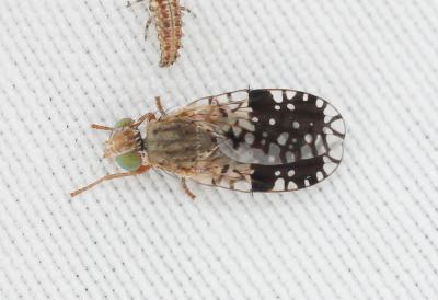  Tephritis pulchra (Loew, 1844)