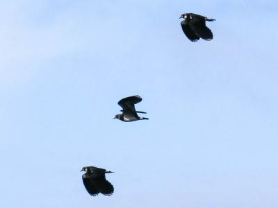 Vanneau huppé Vanellus vanellus (Linnaeus, 1758)