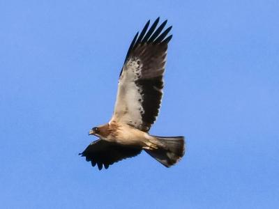 Aigle botté Hieraaetus pennatus (Gmelin, 1788)