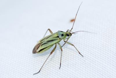  Stenotus binotatus (Fabricius, 1794)