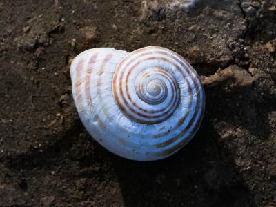 Hélice splendide Pseudotachea splendida (Draparnaud, 1801)