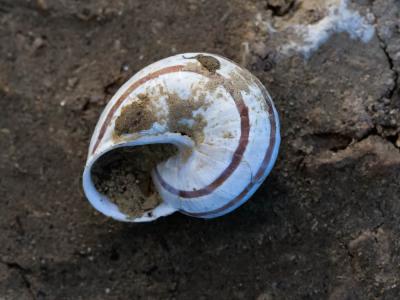 Hélice splendide Pseudotachea splendida (Draparnaud, 1801)