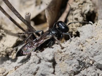  Pompilidae Latreille, 1805