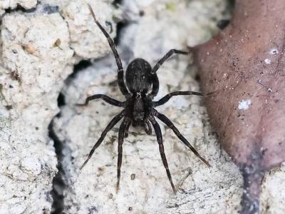 Araignées-loups Lycosidae 
