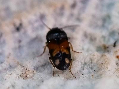 Taupin noir à taches rouges Drasterius bimaculatus (Rossi, 1790)