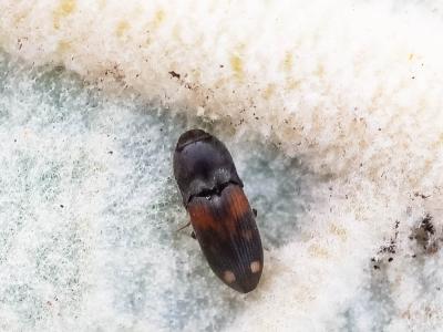 Taupin noir à taches rouges Drasterius bimaculatus (Rossi, 1790)