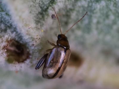  Longitarsus Latreille, 1829