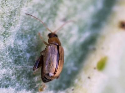  Longitarsus Latreille, 1829