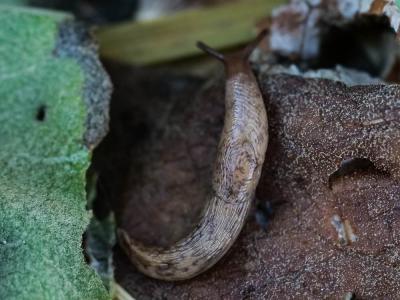 Limace léopard Limax maximus Linnaeus, 1758