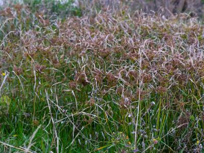 Souchet vigoureux, Souchet robuste Cyperus eragrostis Lam., 1791