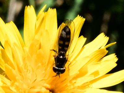  Meliscaeva auricollis (Meigen, 1822)