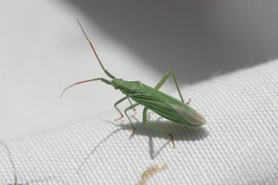  Stenodema calcarata (Fallén, 1807)