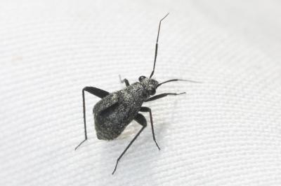  Orthocephalus saltator (Hahn, 1835)