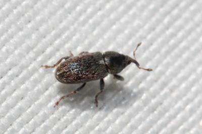  Mecinus pascuorum (Gyllenhal, 1813)