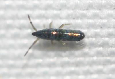  Lepidocyrtus Bourlet, 1839