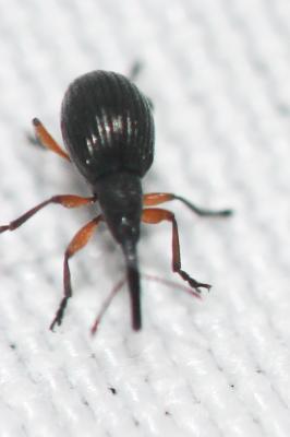  Protapion apricans (Herbst, 1797)