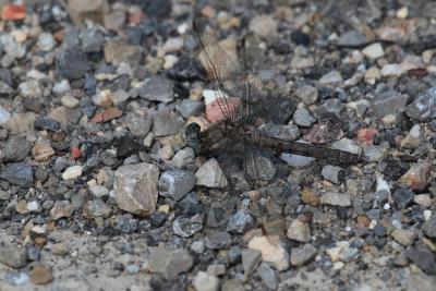 Orthétrum brun (L') Orthetrum brunneum (Boyer de Fonscolombe, 1837)