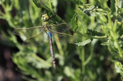 Anax empereur (L') Anax imperator Leach, 1815