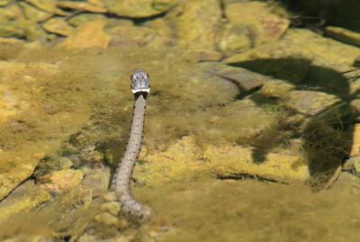 Couleuvre à collier Natrix helvetica (Lacepède, 1789)