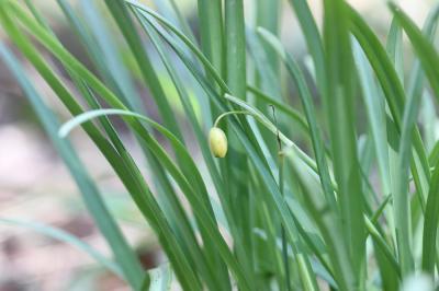 Perce-neige, Goutte de lait, Clochette d'hiver, Ga Galanthus nivalis L., 1753