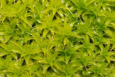  Syntrichia ruralis var. ruralis (Hedw.) F.Weber & D.Mohr, 1803