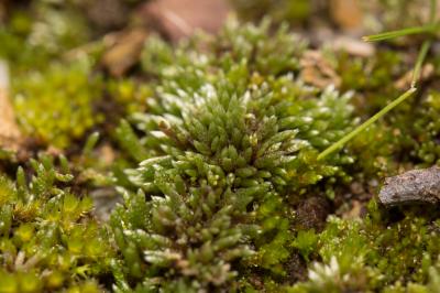  Bryum argenteum Hedw., 1801