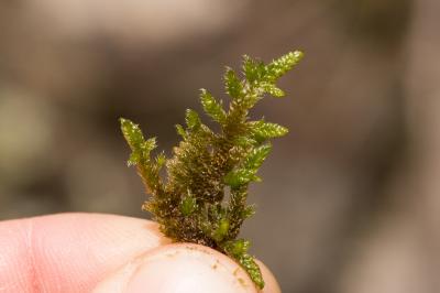  Hypnum cupressiforme var. cupressiforme Hedw., 1801