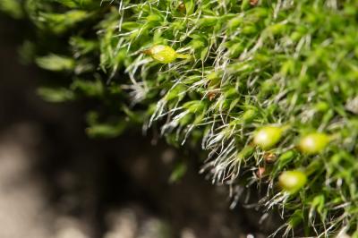  Grimmia laevigata (Brid.) Brid., 1826