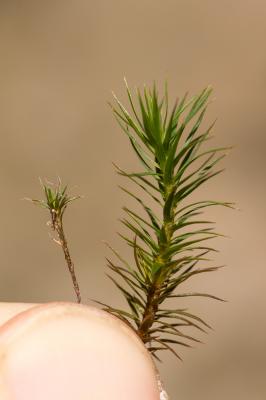  Polytrichum piliferum Hedw., 1801