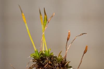  Tortula muralis Hedw., 1801