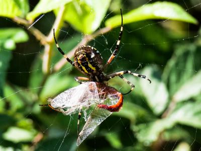 Épeire frelon Argiope bruennichi (Scopoli, 1772)