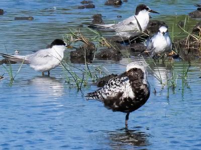 Pluvier argenté Pluvialis squatarola (Linnaeus, 1758)