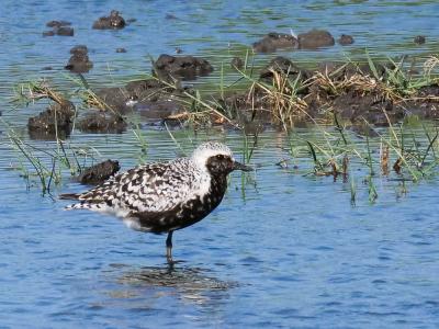 Pluvier argenté Pluvialis squatarola (Linnaeus, 1758)