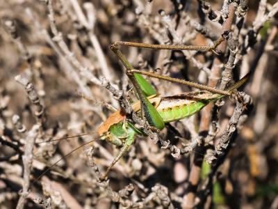 Decticelle des sables Platycleis sabulosa Azam, 1901