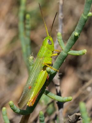 Criquet des marais, Criquet des Joncs Chorthippus jucundus (Fischer, 1853)
