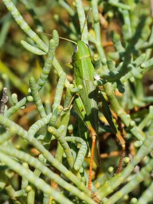 Criquet des marais, Criquet des Joncs Chorthippus jucundus (Fischer, 1853)