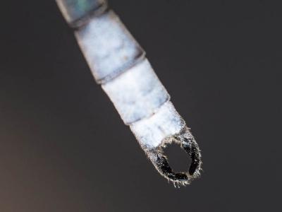 Leste à grands ptérostigmas, Leste à grands stigma Lestes macrostigma (Eversmann, 1836)