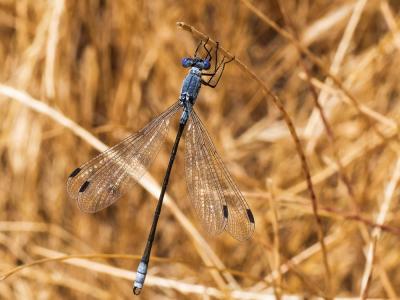 Leste à grands ptérostigmas, Leste à grands stigma Lestes macrostigma (Eversmann, 1836)