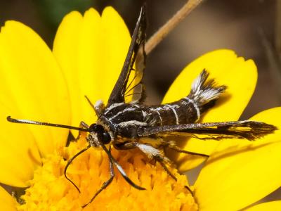 Sésie hispanique Pyropteron hispanicum (Kallies, 1999)