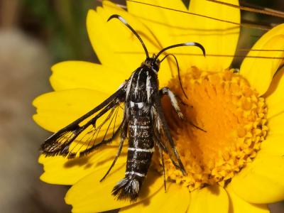 Sésie hispanique Pyropteron hispanicum (Kallies, 1999)