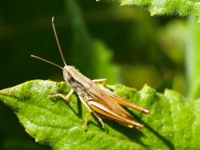  Euchorthippus elegantulus Zeuner, 1940