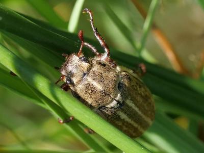  Anoxia australis (Gyllenhal, 1817)