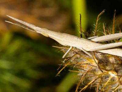  Acrida ungarica (Herbst, 1786)