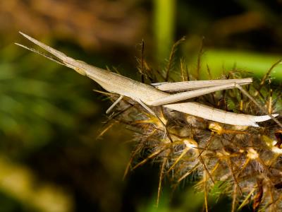  Acrida ungarica (Herbst, 1786)