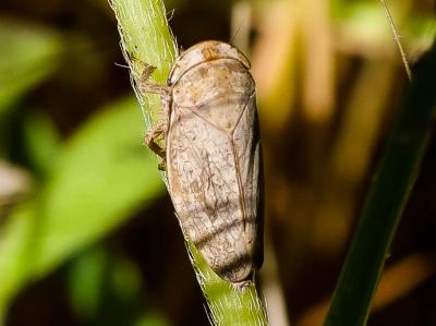  Selenocephalus obsoletus (Germar, 1817)