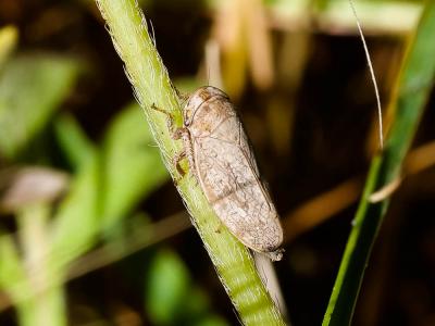  Selenocephalus obsoletus (Germar, 1817)