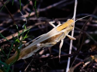 Criquet cendré Locusta cinerascens (Fabricius, 1781)
