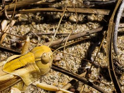 Criquet cendré Locusta cinerascens (Fabricius, 1781)