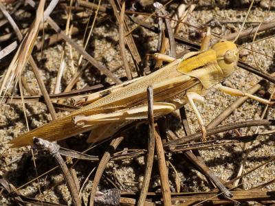 Criquet cendré Locusta cinerascens (Fabricius, 1781)