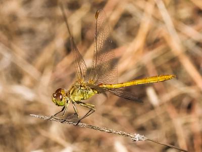 Sympétrum méridional (Le) Sympetrum meridionale (Selys, 1841)